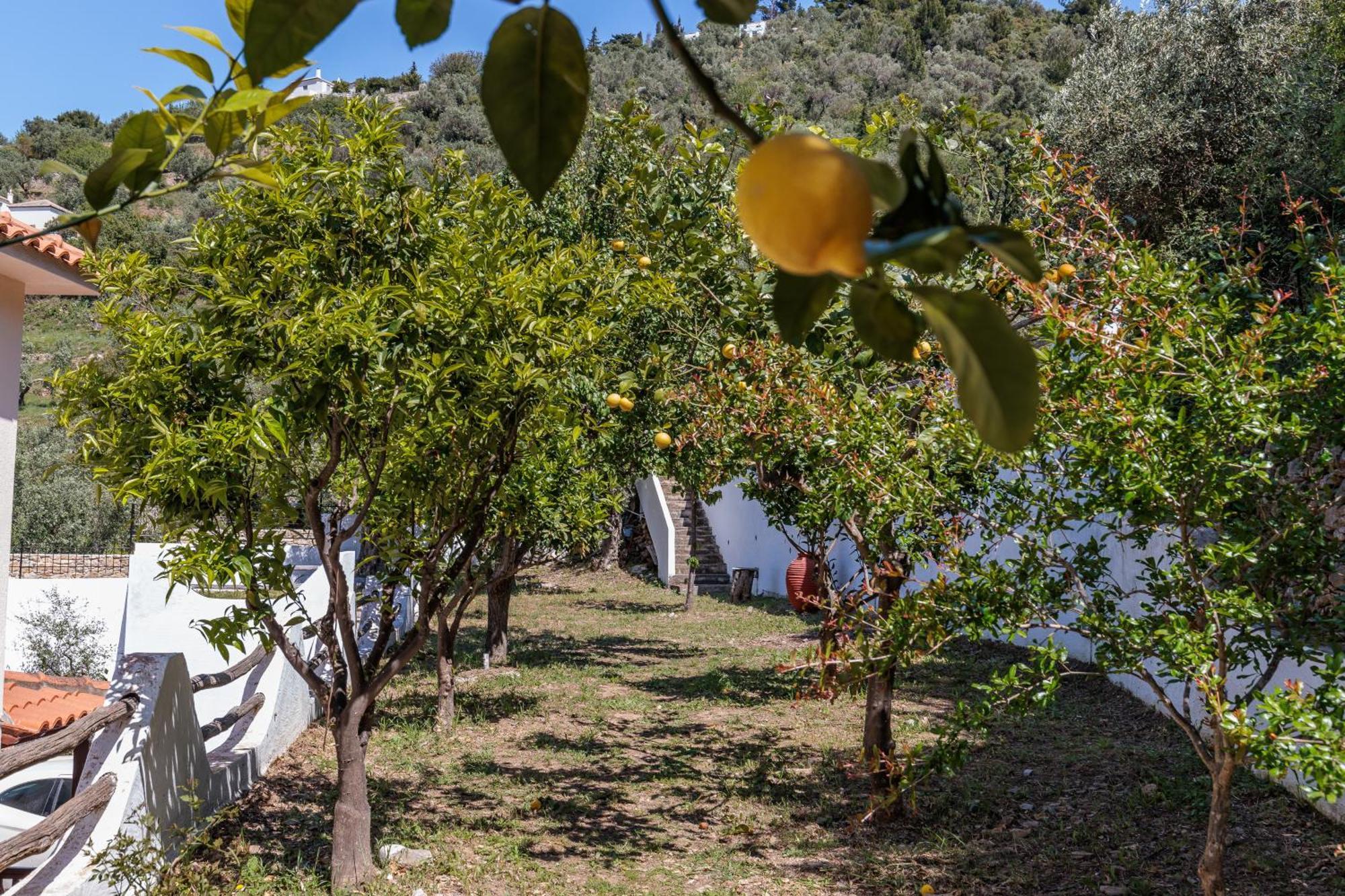 Naiades Superior Apartments In Skopelos With Sea View Close To The Town Exterior foto